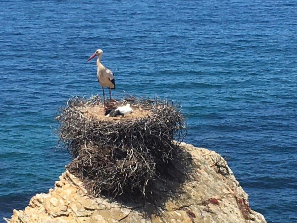Alojamento Sudoeste Hotell Zambujeira do Mar Eksteriør bilde